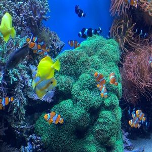 Meet your Posher, Giuliana